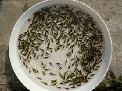罗非鱼鱼苗  7